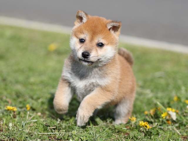 AI5I2108-puppy AI5I2108-puppy
