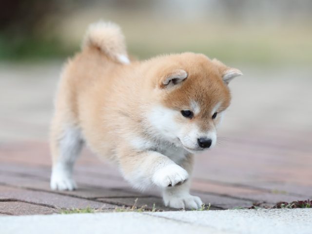 AI5I2109-puppy AI5I2109-puppy