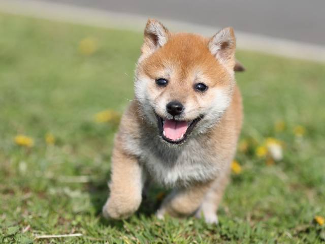 AI5I2110-puppy AI5I2110-puppy
