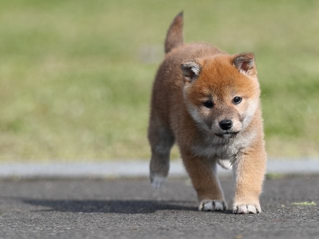 AI5I2141-puppy AI5I2141-puppy