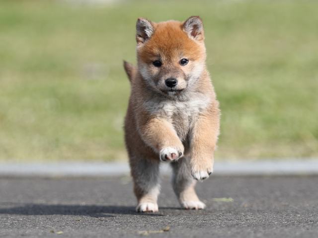 AI5I2143-puppy AI5I2143-puppy