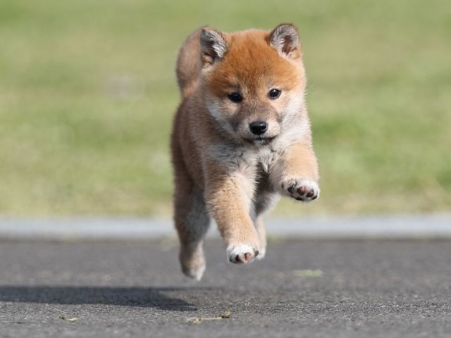AI5I2144-puppy AI5I2144-puppy