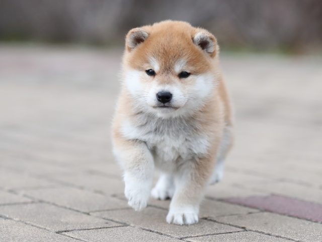 AI5I2163-puppy AI5I2163-puppy