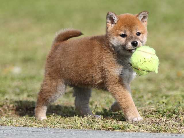 AI5I2172-puppy AI5I2172-puppy
