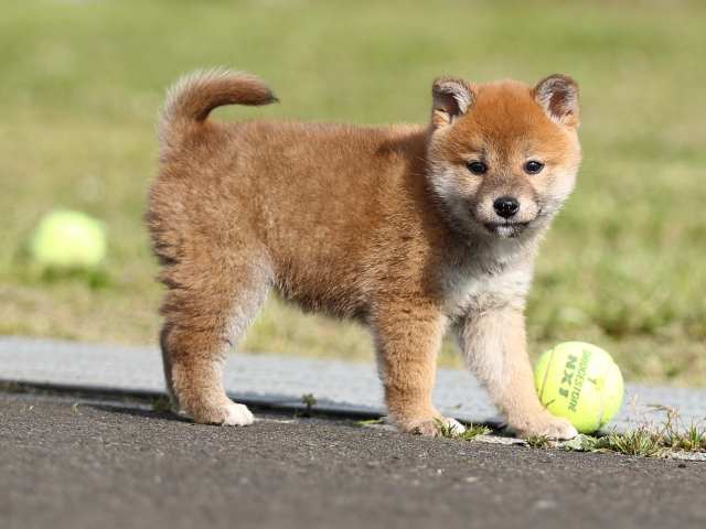 AI5I2213-puppy AI5I2213-puppy