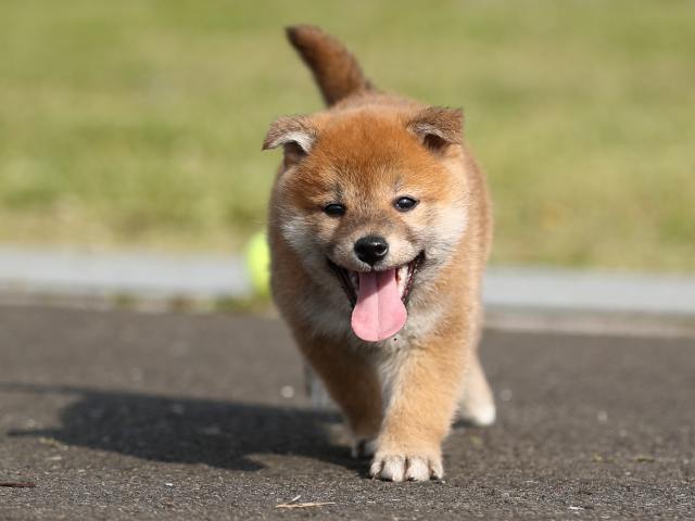AI5I2236-puppy AI5I2236-puppy
