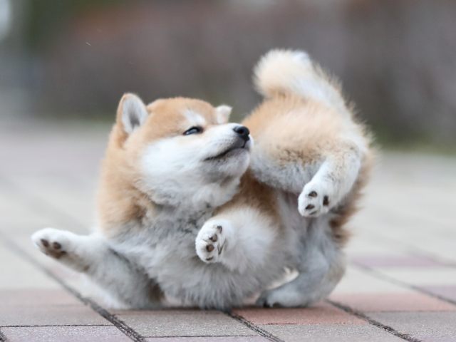 AI5I2247-puppy AI5I2247-puppy