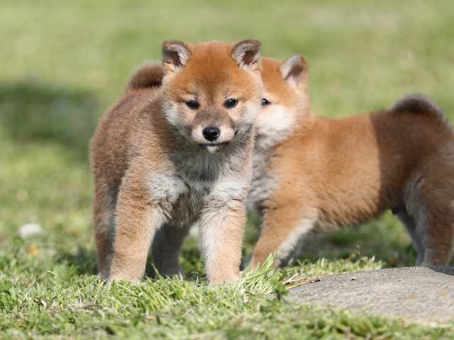 AI5I2293-puppy AI5I2293-puppy