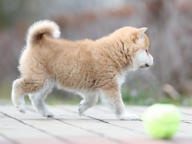AI5I2315-puppy AI5I2315-puppy