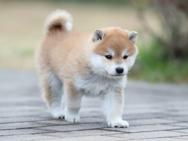 AI5I2492-puppy AI5I2492-puppy
