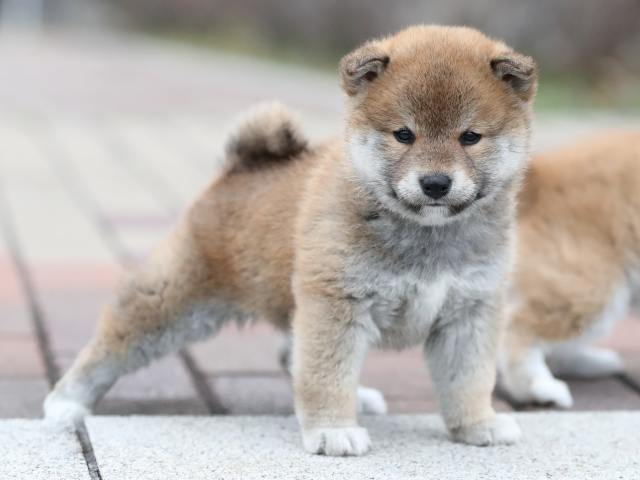AI5I2658-puppy AI5I2658-puppy