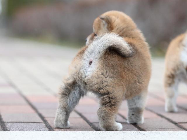 AI5I2681-puppy AI5I2681-puppy
