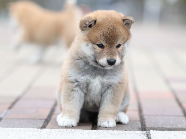 AI5I2697-puppy AI5I2697-puppy