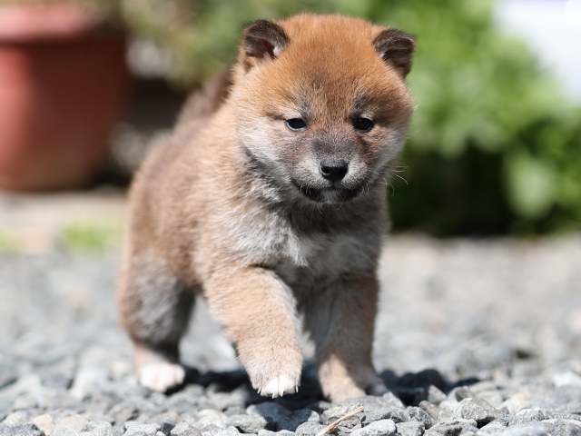 AI5I3688-puppy AI5I3688-puppy