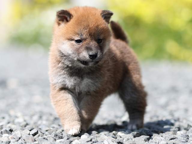 AI5I3756-puppy AI5I3756-puppy