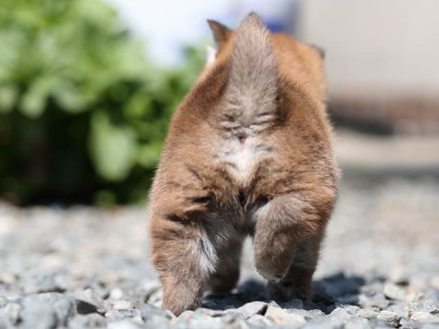 AI5I3807-puppy AI5I3807-puppy