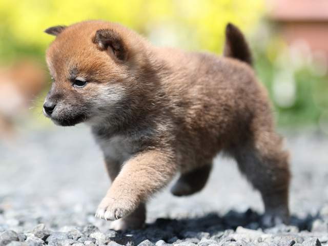 AI5I3830-puppy AI5I3830-puppy
