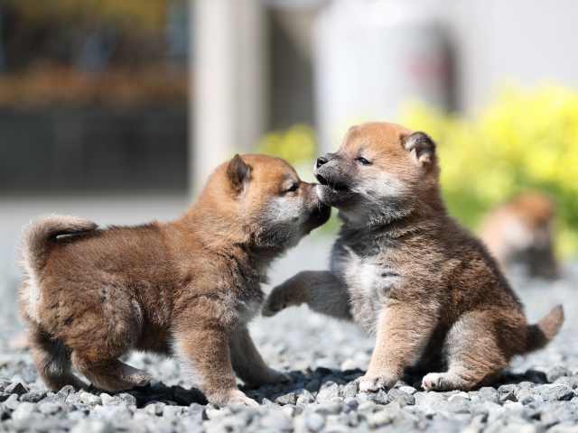 AI5I3854-puppy AI5I3854-puppy