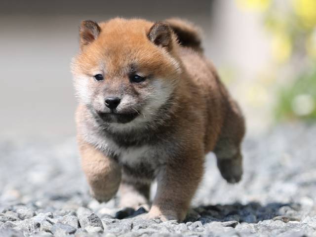 AI5I3924-puppy AI5I3924-puppy