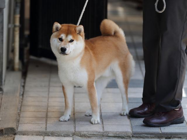 AI5I3927-puppy AI5I3927-puppy