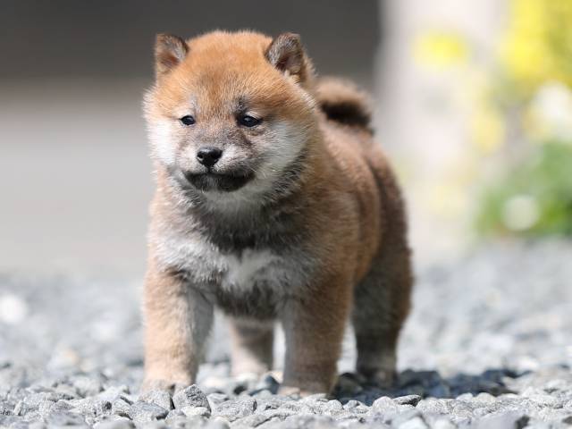 AI5I3929-puppy AI5I3929-puppy