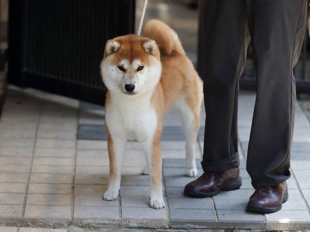 AI5I3935-puppy AI5I3935-puppy