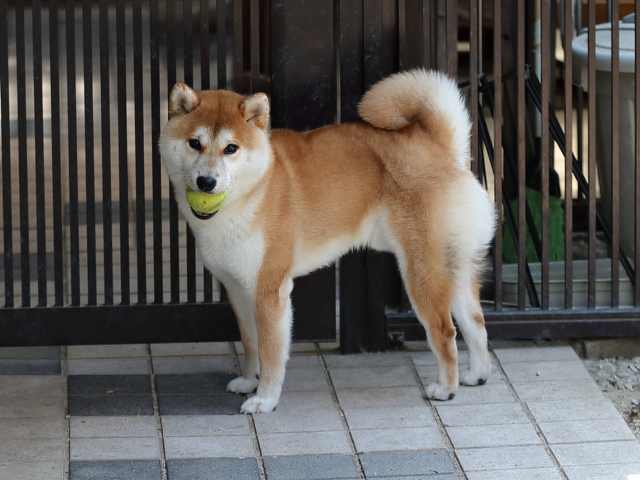 AI5I3959-puppy AI5I3959-puppy