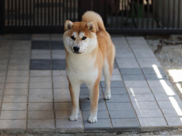 AI5I3986-puppy AI5I3986-puppy
