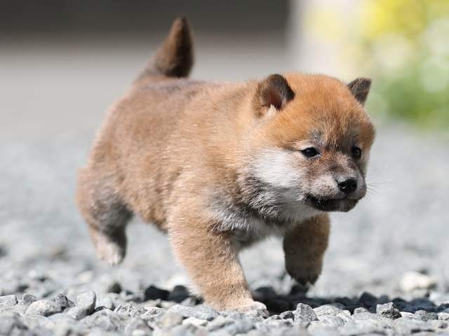 AI5I4063-puppy AI5I4063-puppy