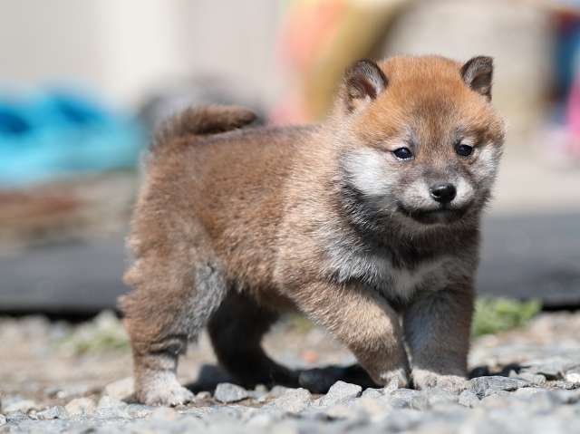 AI5I4095-puppy AI5I4095-puppy