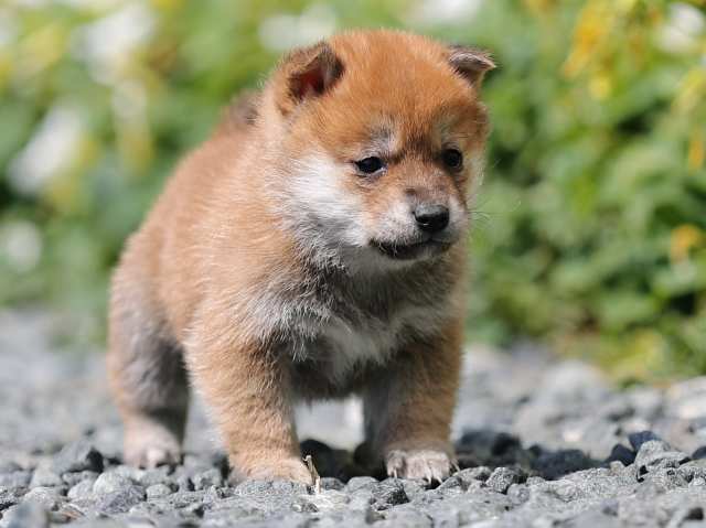AI5I4259-puppy AI5I4259-puppy