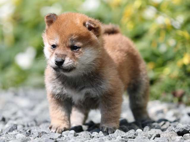 AI5I4370-puppy AI5I4370-puppy