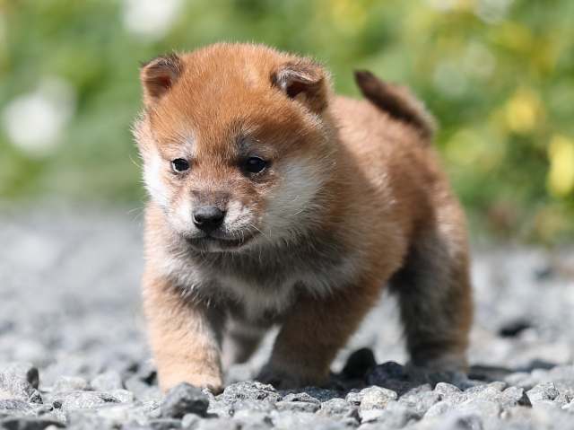 AI5I4391-puppy AI5I4391-puppy