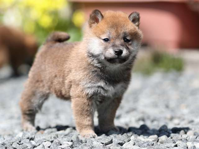 AI5I4460-puppy AI5I4460-puppy