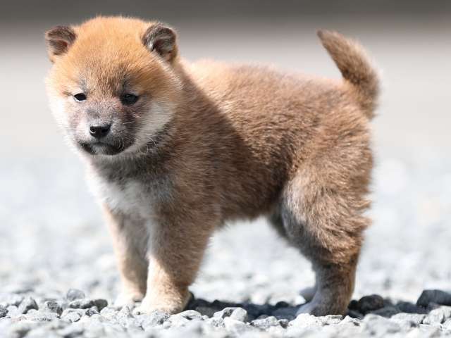 AI5I4511-puppy AI5I4511-puppy