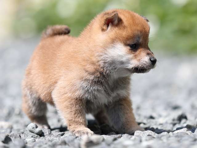 AI5I4561-puppy AI5I4561-puppy