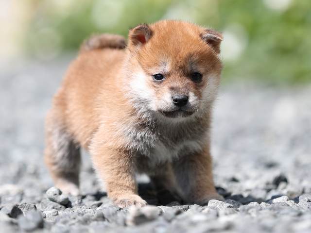 AI5I4563-puppy AI5I4563-puppy