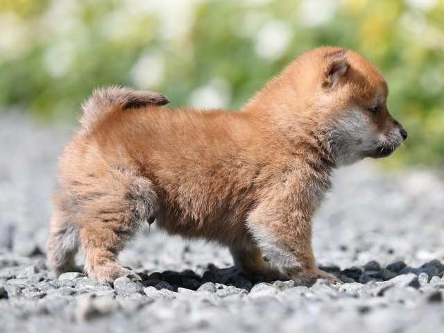 AI5I4569-puppy AI5I4569-puppy