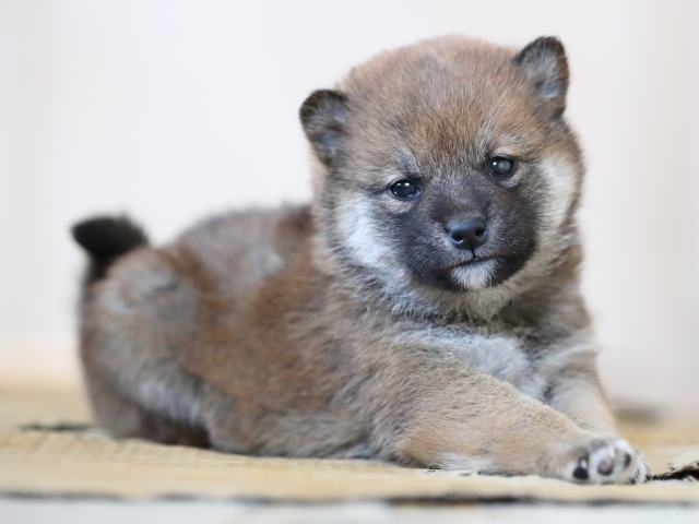 AI5I4841-puppy AI5I4841-puppy
