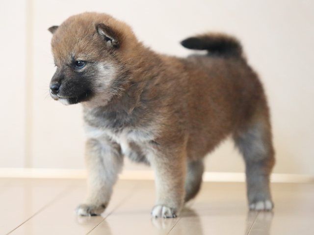 AI5I4923-puppy AI5I4923-puppy