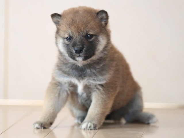 AI5I4928-puppy AI5I4928-puppy