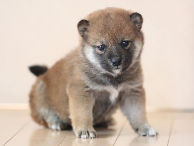 AI5I4931-puppy AI5I4931-puppy