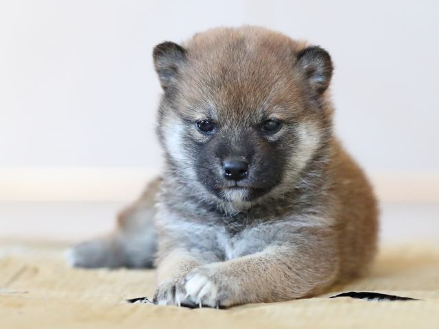 AI5I4992-puppy AI5I4992-puppy