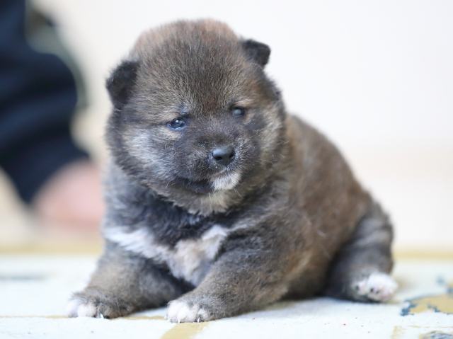 AI5I5051-puppy AI5I5051-puppy