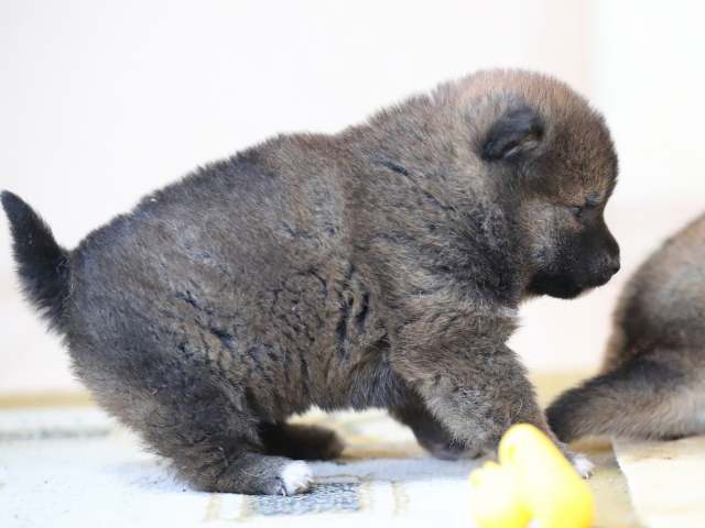 AI5I5093-puppy AI5I5093-puppy