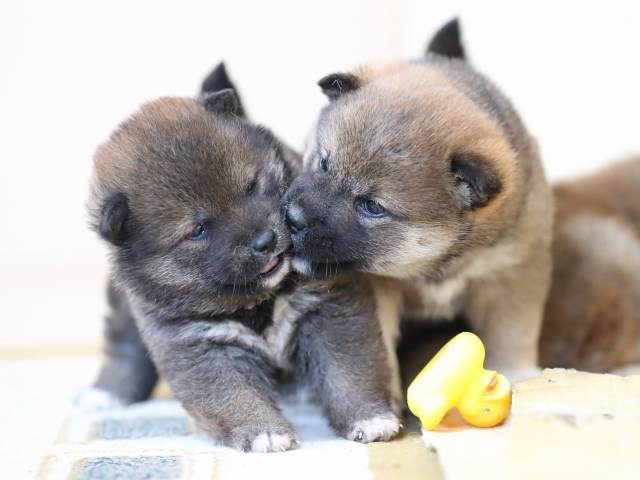 AI5I5148-puppy AI5I5148-puppy