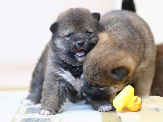 AI5I5157-puppy AI5I5157-puppy
