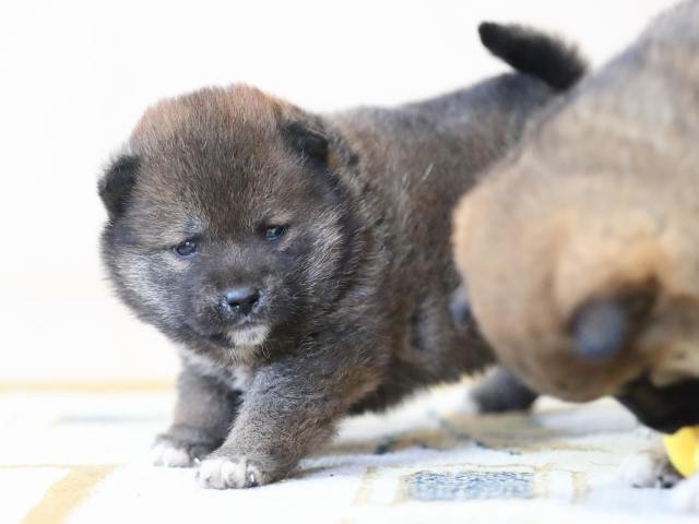 AI5I5182-puppy AI5I5182-puppy