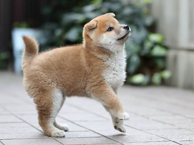 AI5I9217-puppy AI5I9217-puppy