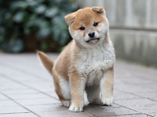 AI5I9265-puppy AI5I9265-puppy
